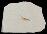 Unidentified Fossil Lobster - Solnhofen Limestone #31711-1